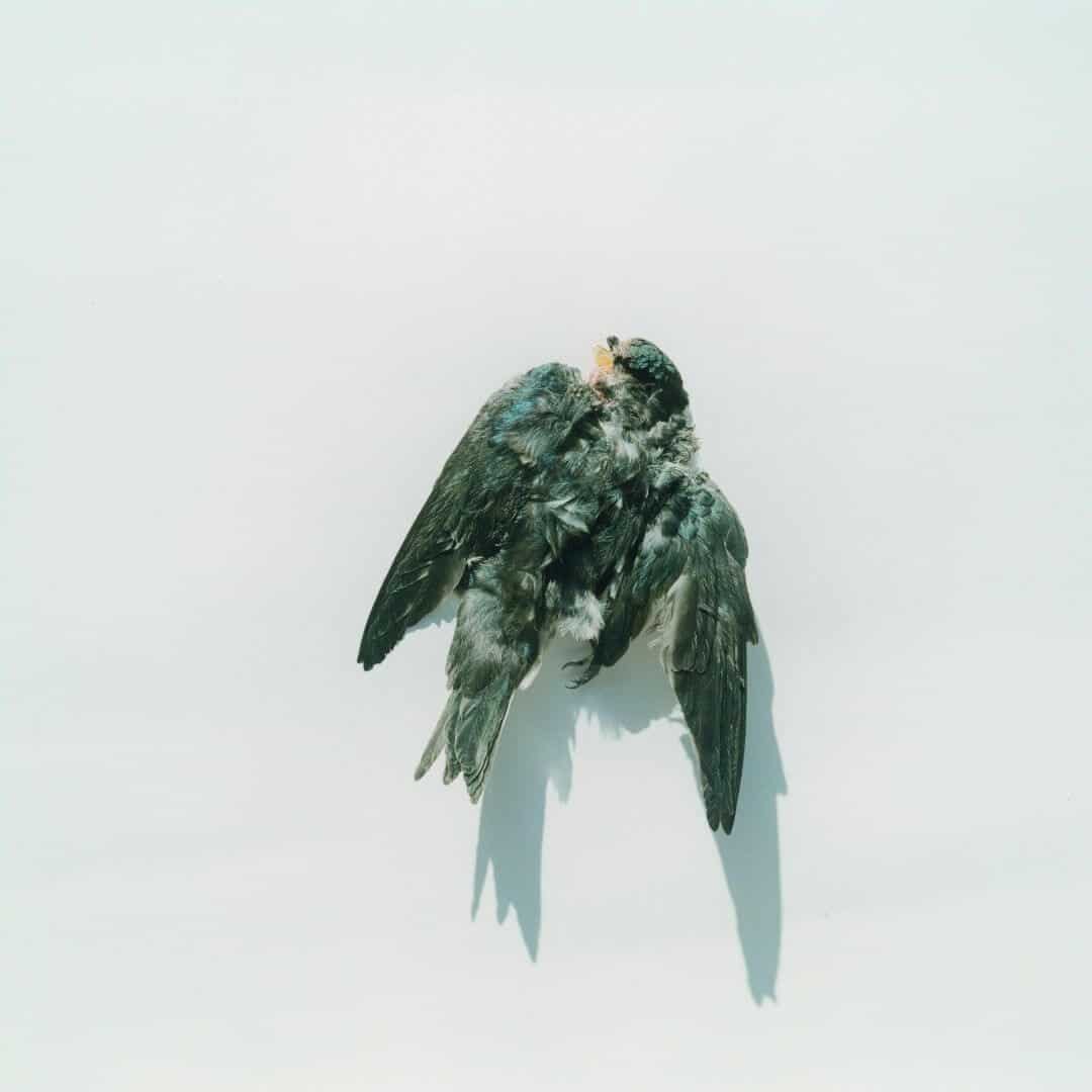 Illuminance - Rinko Kawauchi