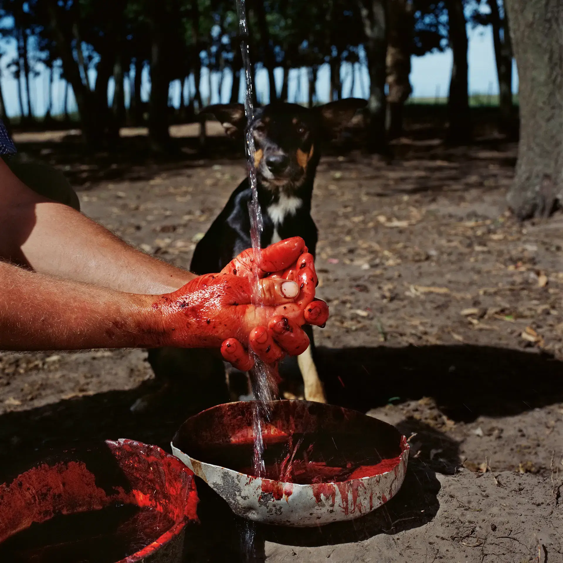 Alessandra Sanguinetti, On The Sixth Day, Innocence