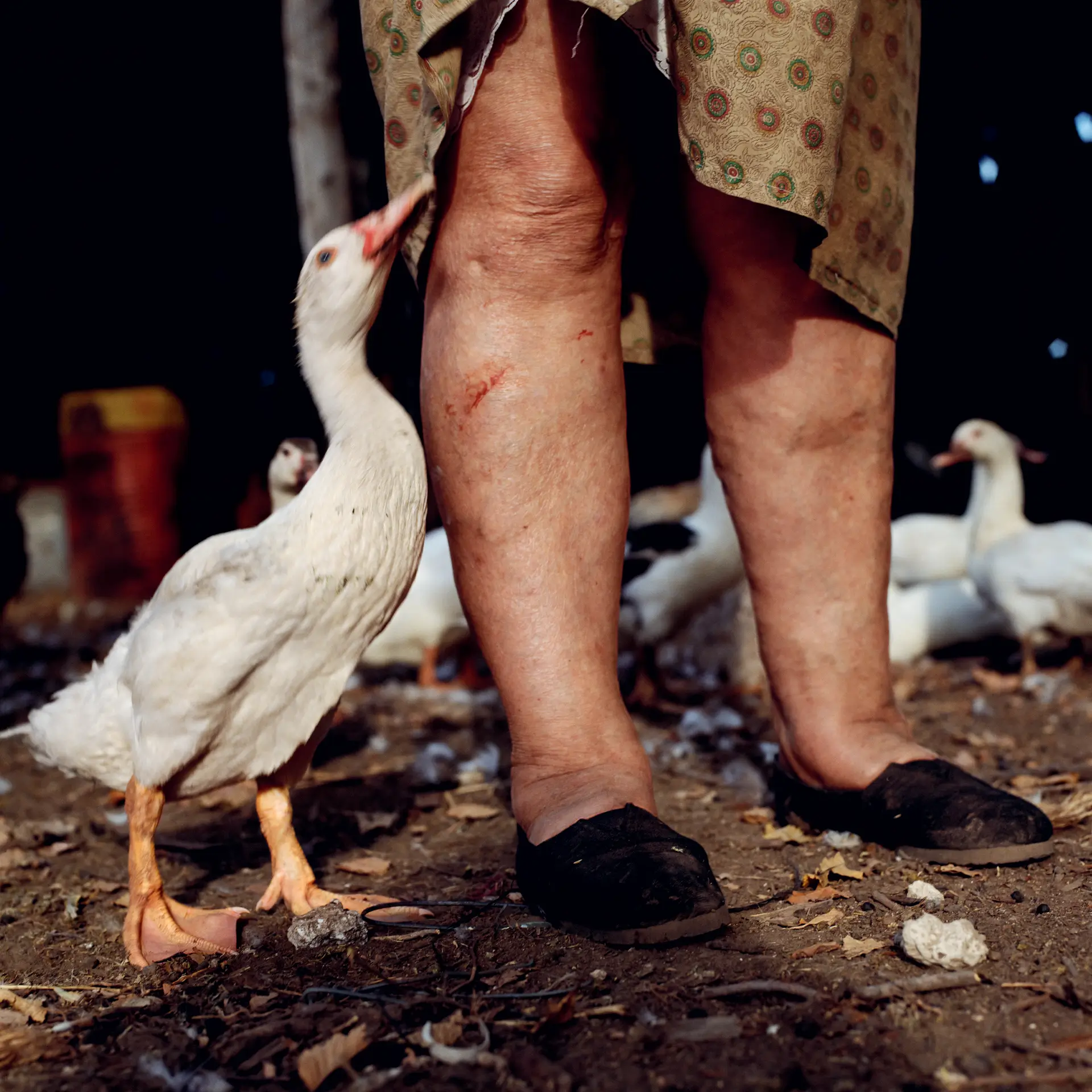 Alessandra Sanguinetti, On The Sixth Day, Duck and farmer's wife