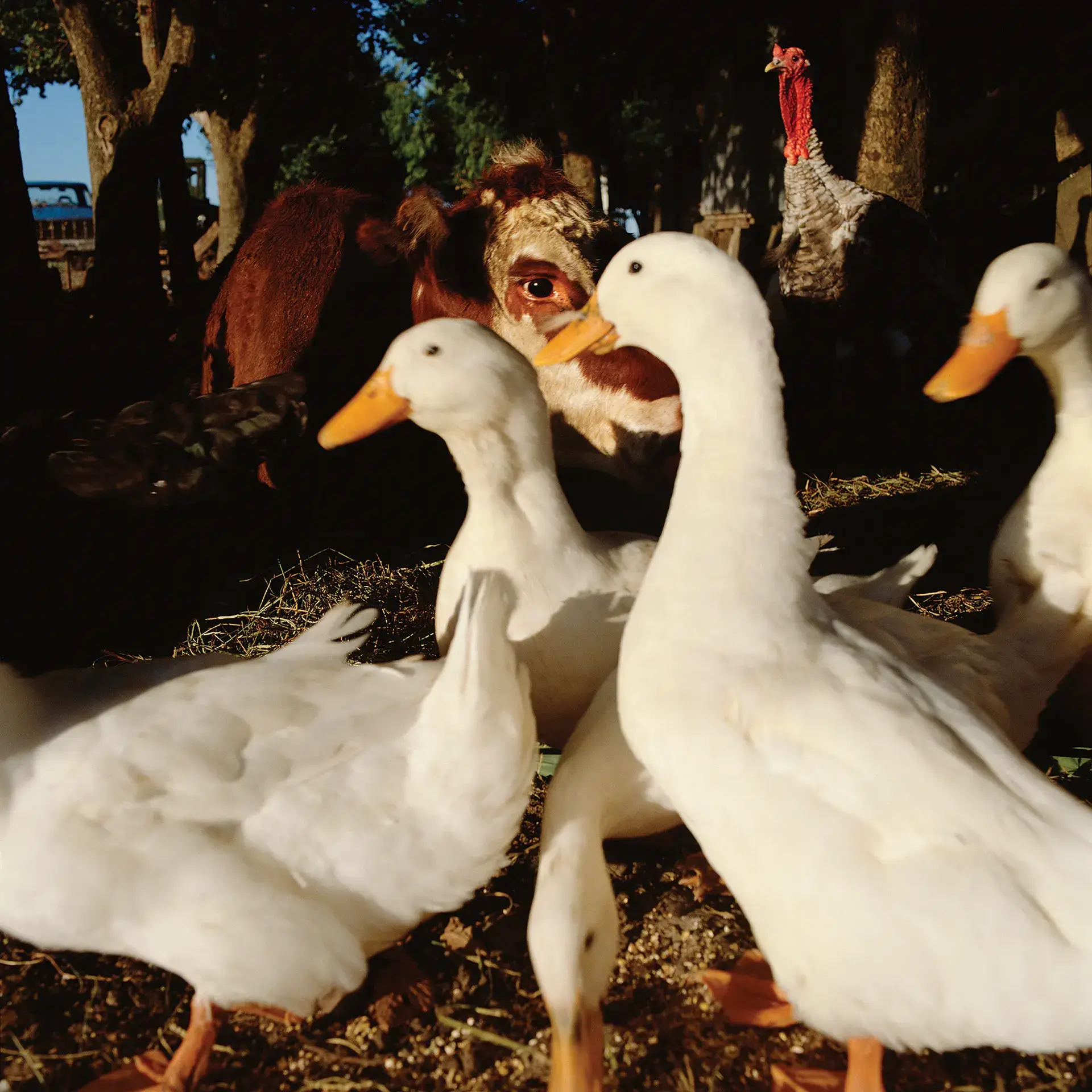 Alessandra Sanguinetti, On The Sixth Day, Ducks