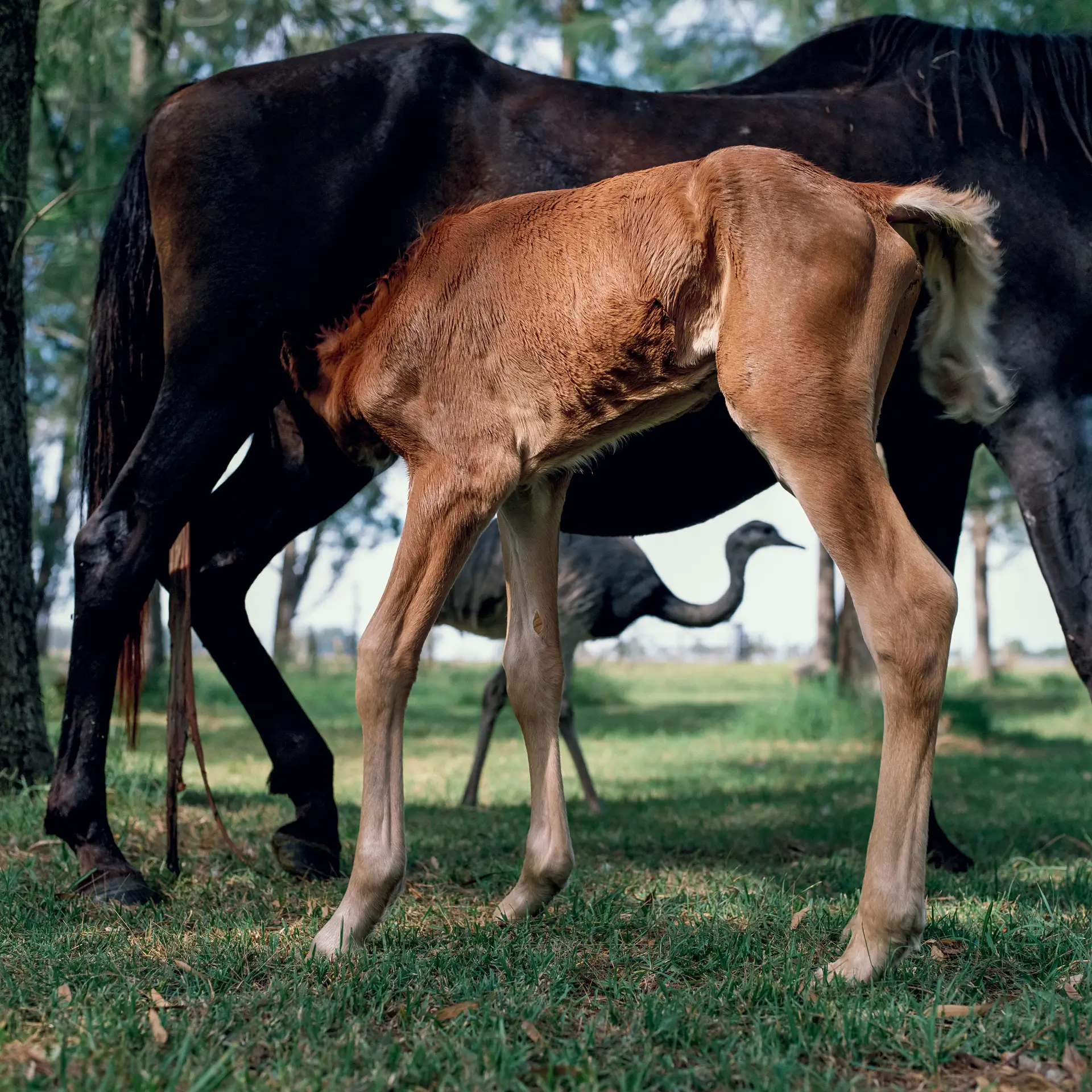 Alessandra Sanguinetti, On The Sixth Day, Horses