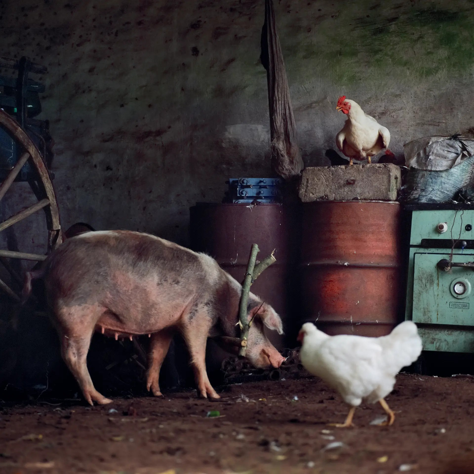 Alessandra Sanguinetti, On The Sixth Day, Pig
