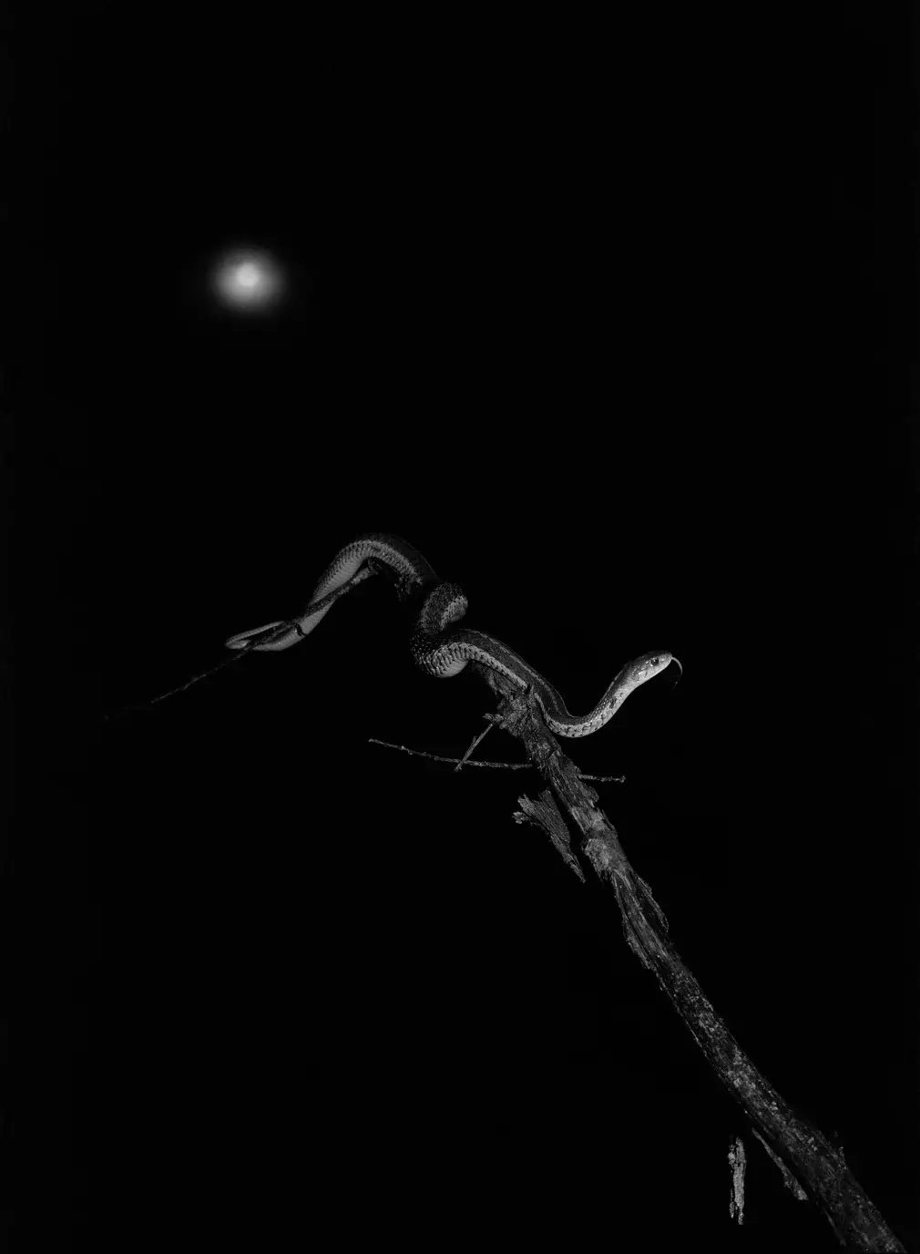 Pia-Paulina Guilmoth, flowers drink the river